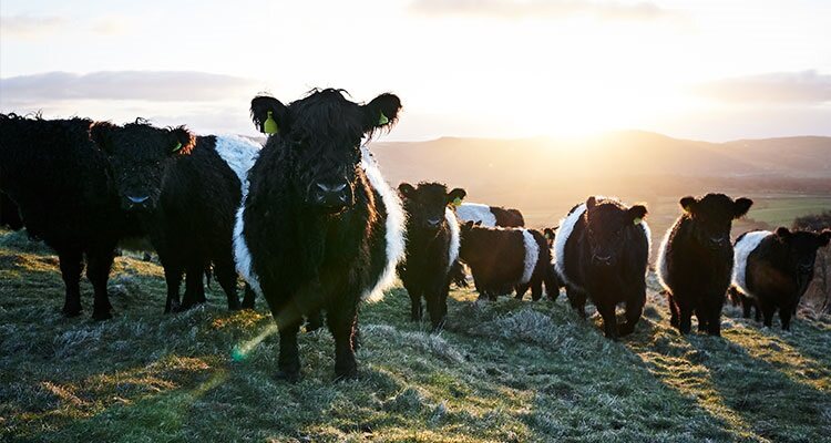 Herd of cows