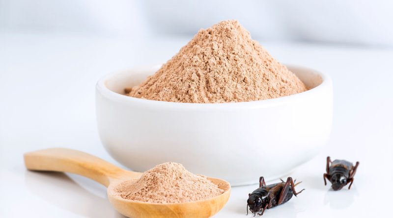 Image of two crickets sat next two a pot a bowl and spoon filled with a flour substance to support insect protein article