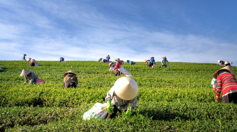 Sustainable agriculture workers in a field