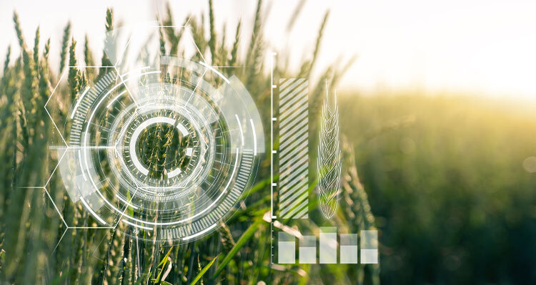 Wheat with digital photo lens overlayed