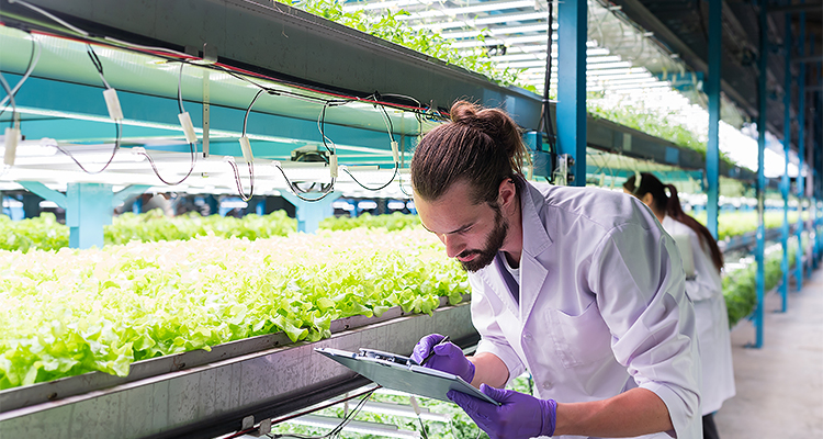 Male worker collecting data on hydroponically grown plants