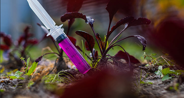 A syringe with a bright pink liquid inserted into a beet growing in a garden bed
