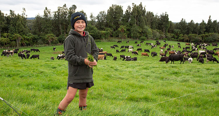 Child in field of dairy cattle
